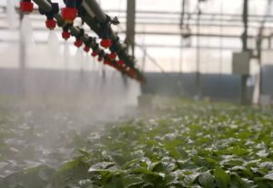 Desert hydroponics