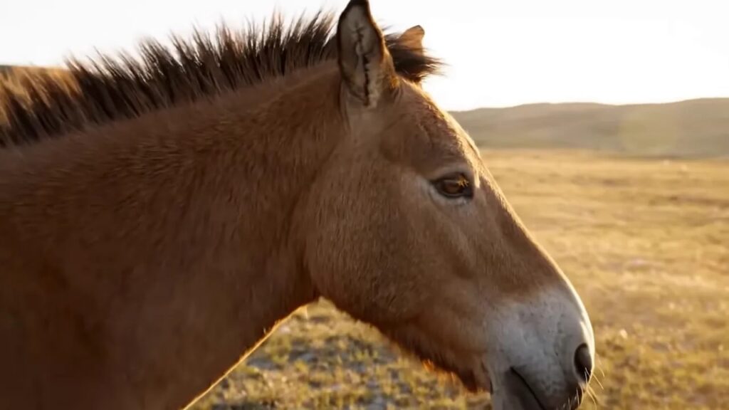 Close-up profile of a Przewalski's horse with upright dark mane