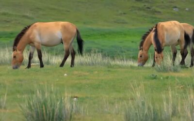 Przewalski’s Horses: How Wild Horses Helped Restore Dry Grasslands