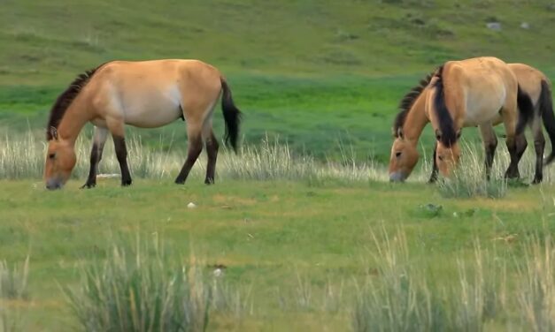 Przewalski’s Horses: How Wild Horses Helped Restore Dry Grasslands