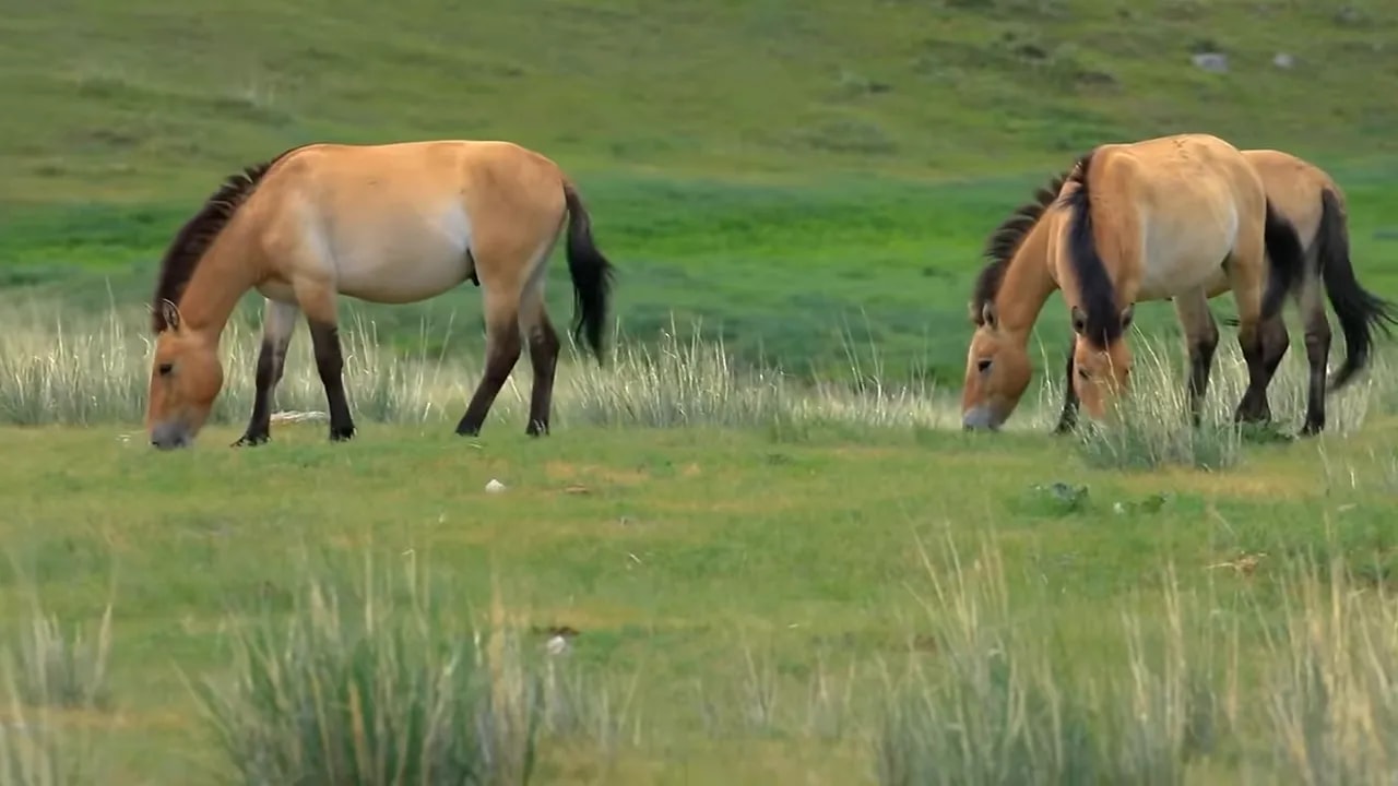 Przewalski's horses grazing across a bright green grassland